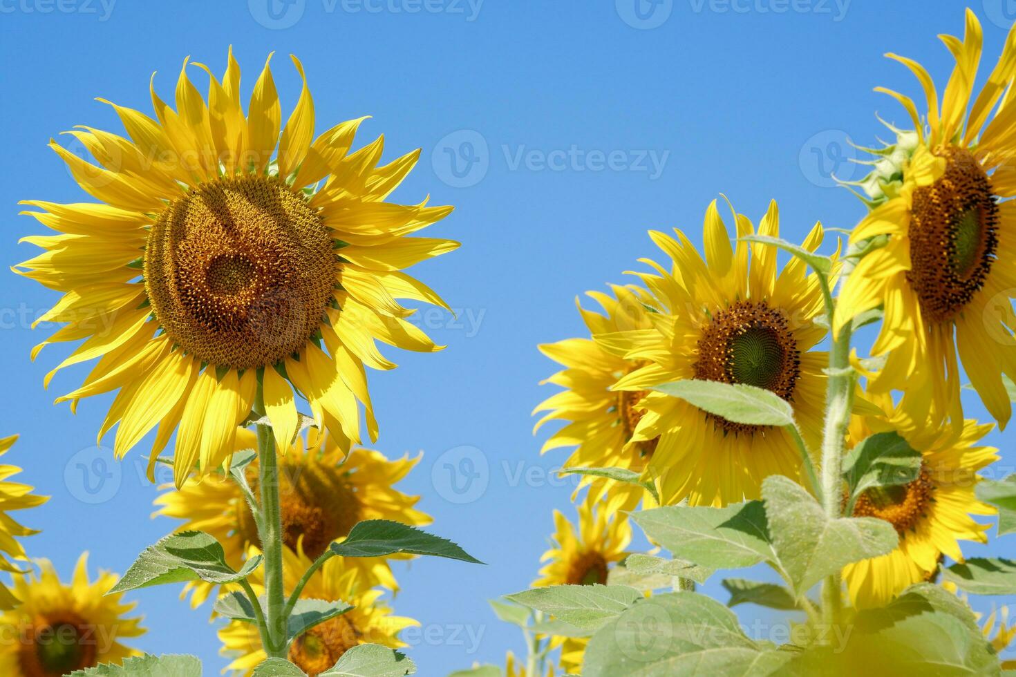 Closeup sunflower on a blue sky background. Yellow flowers. Landscape. photo
