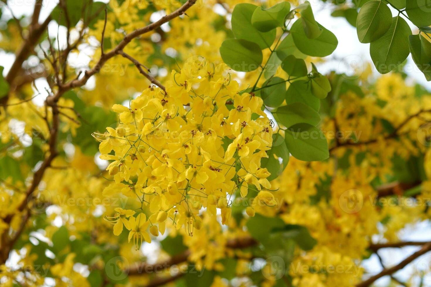 Closeup cassia fistula or golden shower tree in garden. Cassia fistula flowers, yellow flowers, golden shower tree, summer flowers, Thai flower. photo