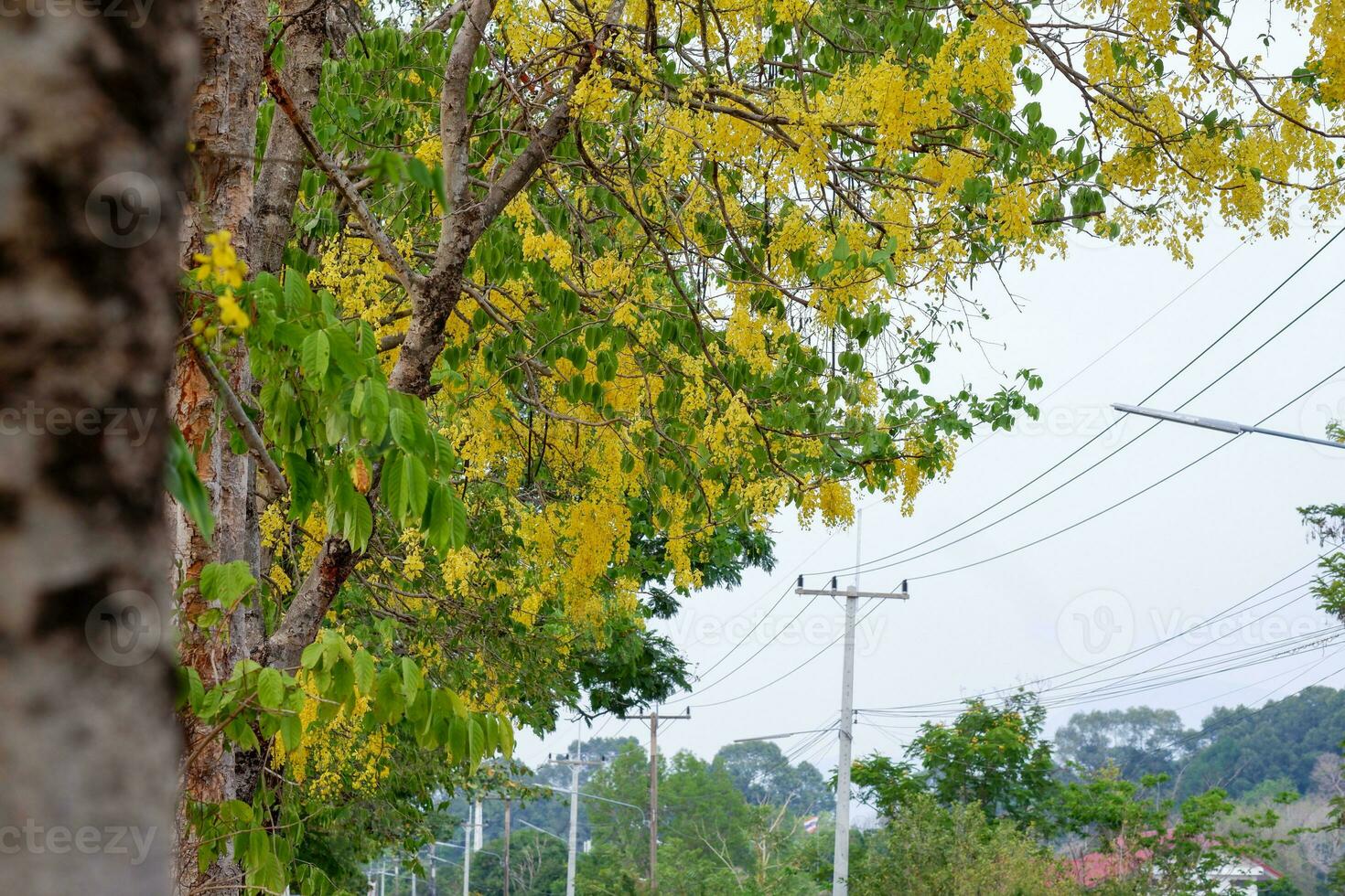 Cassia fistula or golden shower tree in garden. Cassia fistula flowers, yellow flowers, golden shower tree, summer flowers, Thai flower. photo