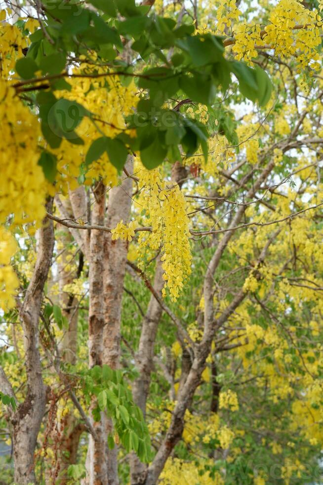 Cassia fistula or golden shower tree in garden. Cassia fistula flowers, yellow flowers, golden shower tree, summer flowers, Thai flower. photo