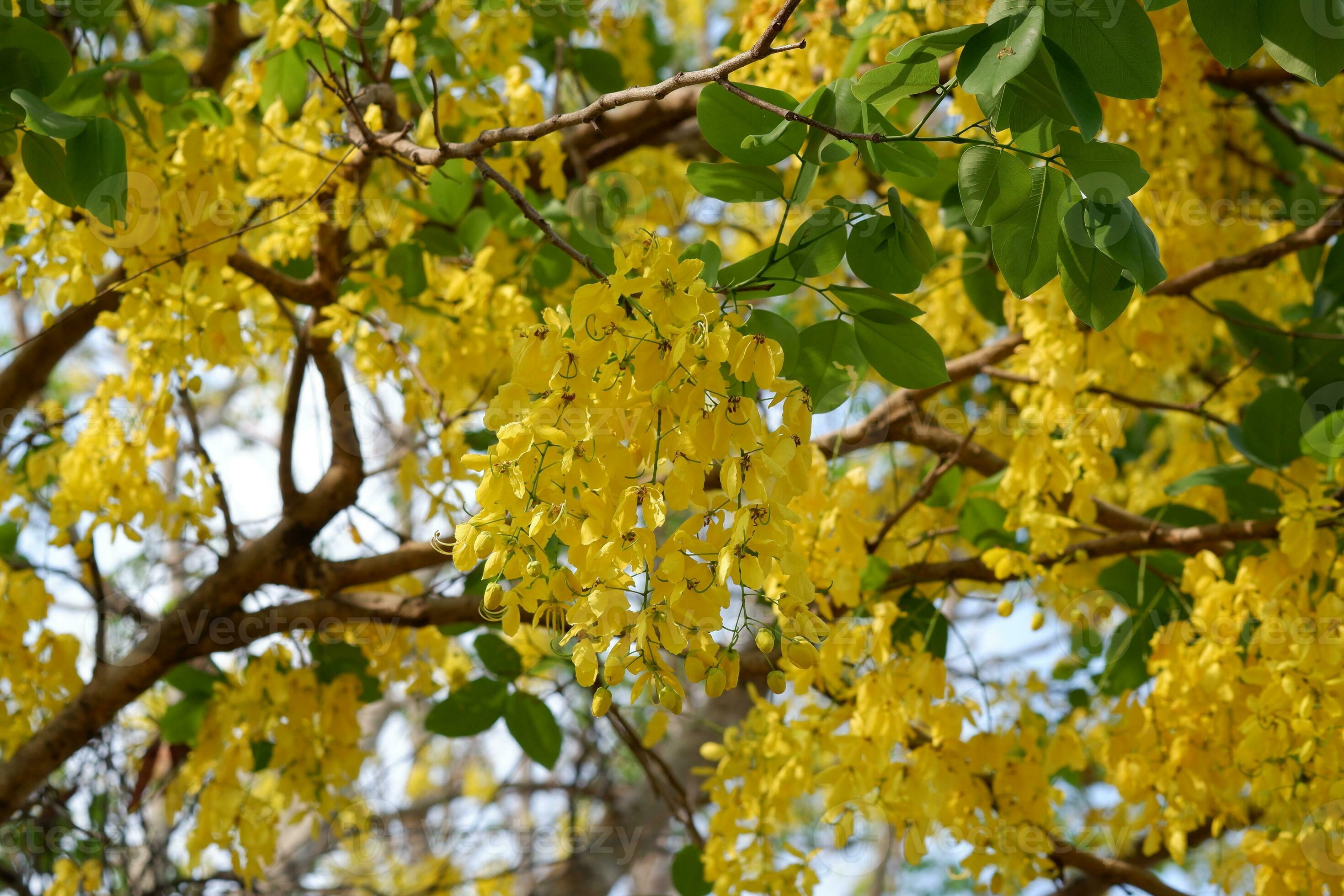 Closeup cassia fistula or golden shower tree in garden. Cassia fistula