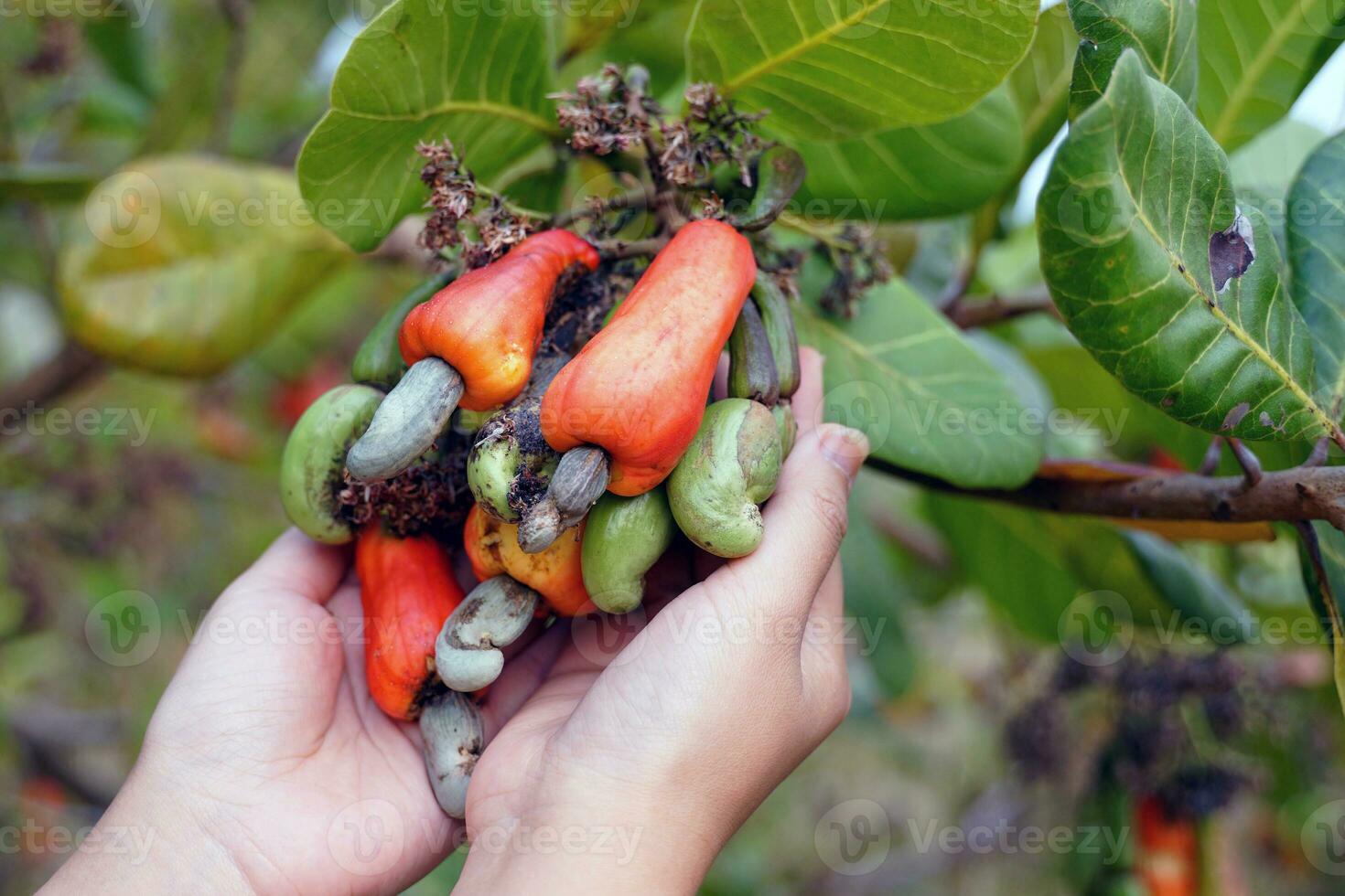 Cashew fruit in the hands of farmers. The fruit looks like rose apple or pear. The young fruit is green. When ripe, it turns red-orange. At the end of the fruit there is a seed, shaped like a kidney. photo