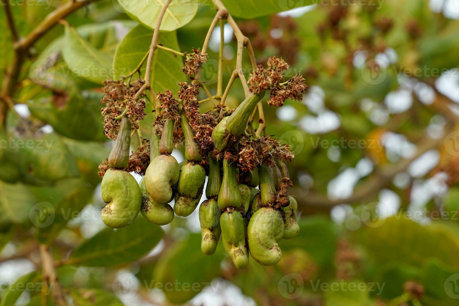 Cashew fruit tree. The fruit looks like rose apple or pear. The young fruit is green. When ripe, it turns red-orange. At the end of the fruit there is a seed, shaped like a kidney photo