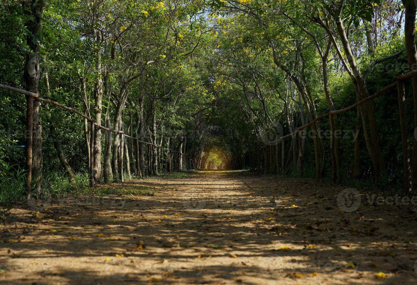 Light at the end of the tree tunnel Compare with the expression There's a light at the end of the tunnel, which has the meaning of encouraging that every problem has a solution. photo