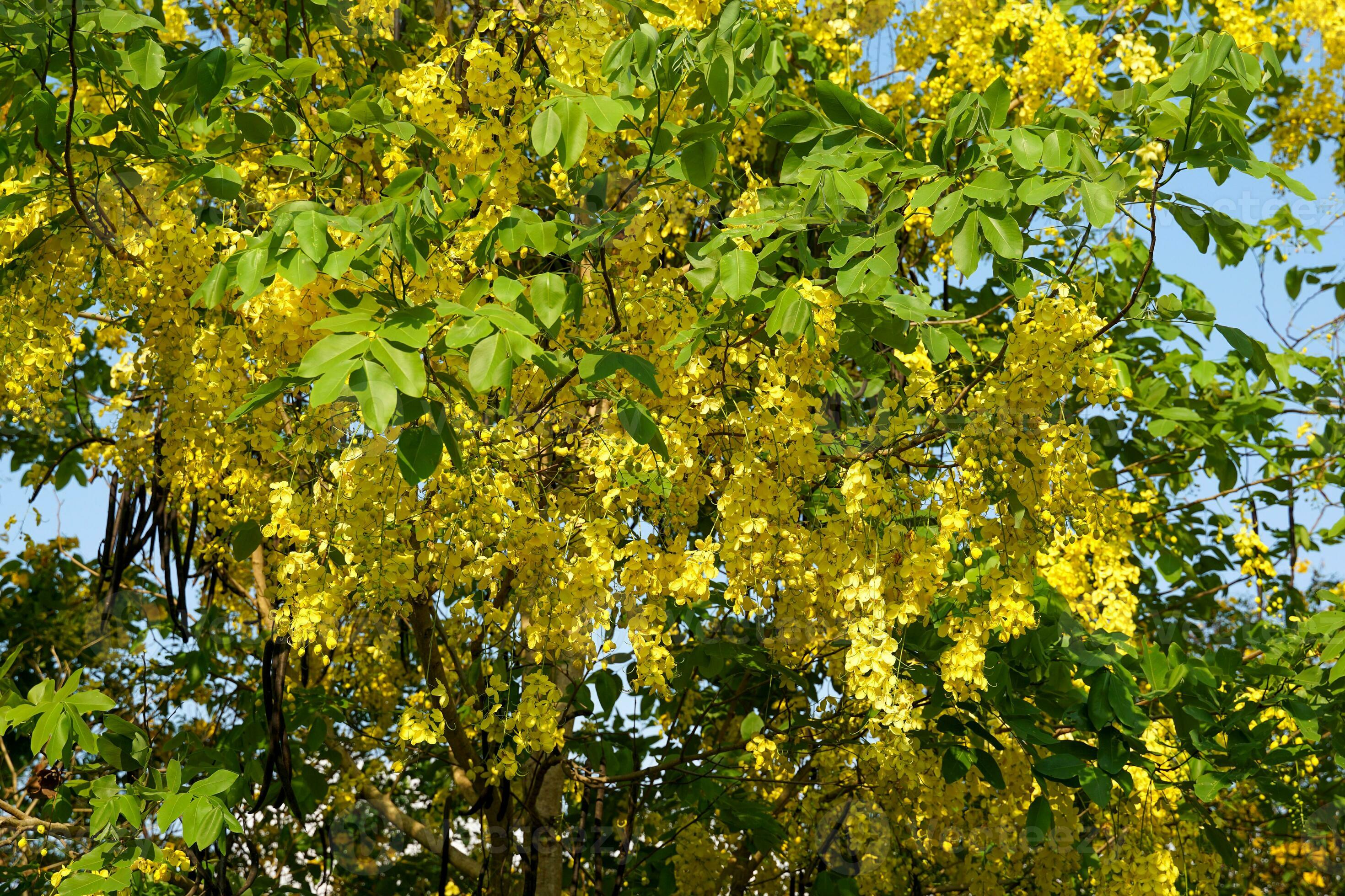 In Praise of Golden Shower Tree