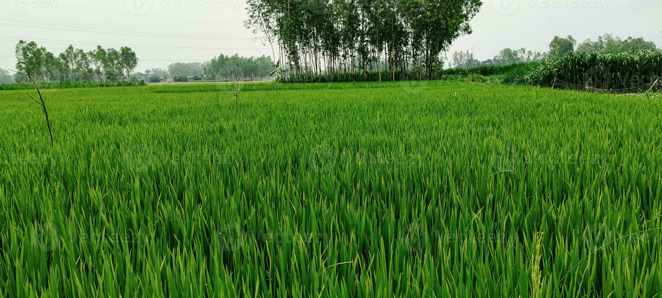 green rice field in the morning, Natural view of rice field and green tree over the lake drinking, landscape with grass and trees, rice field photo blue sky