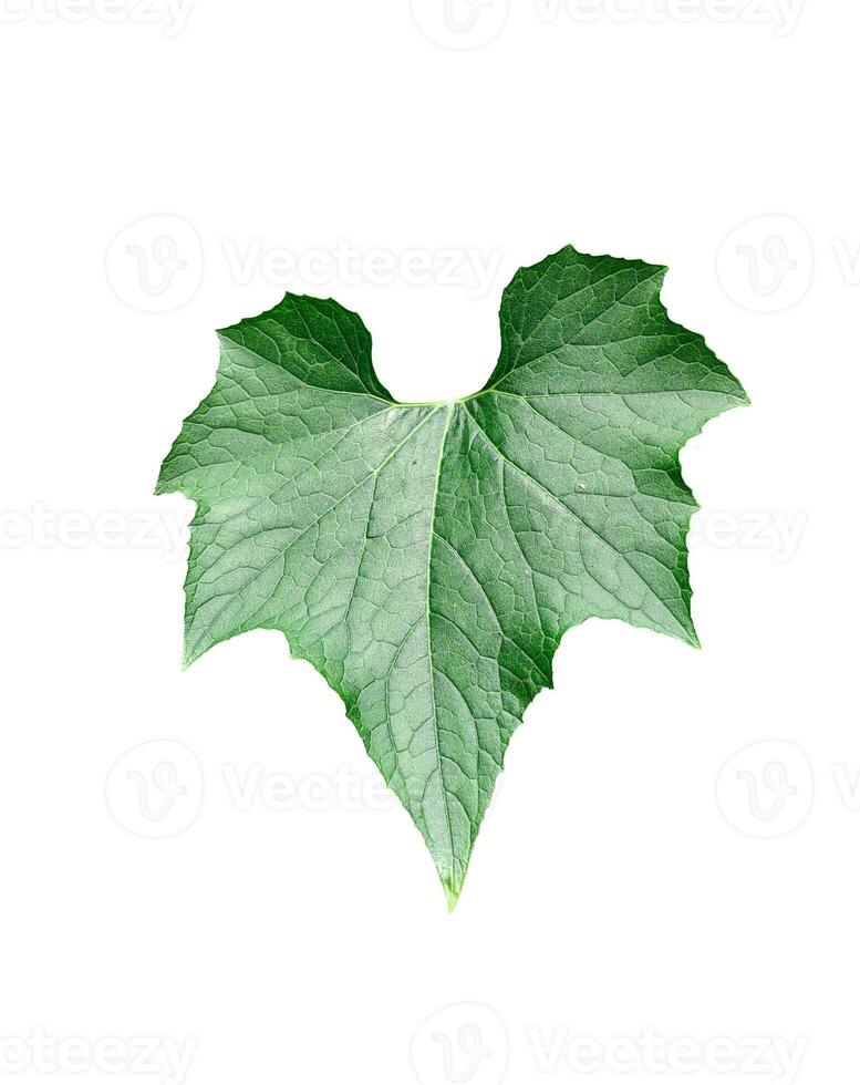 Green leaves on a white transparent background, green leaves, leaves, transparent png photo