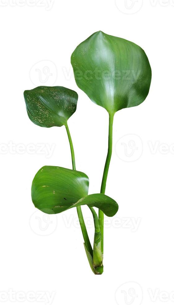 Green leaves on a white transparent background, green leaves, leaves, transparent png photo