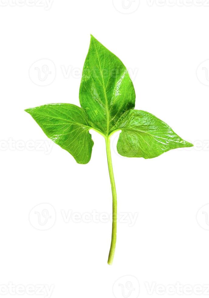 Green leaves on a white transparent background, green leaves, leaves, transparent png photo