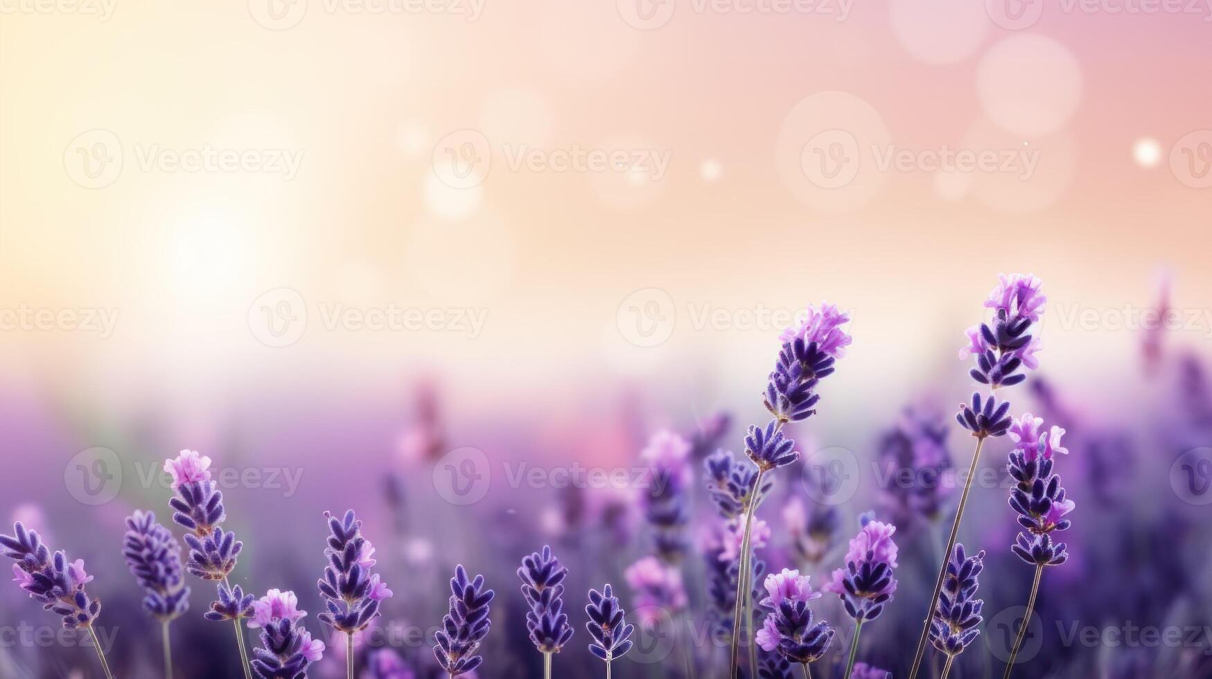 Close up of lavender on a creamy pink background with circular bokeh and copy space. . photo