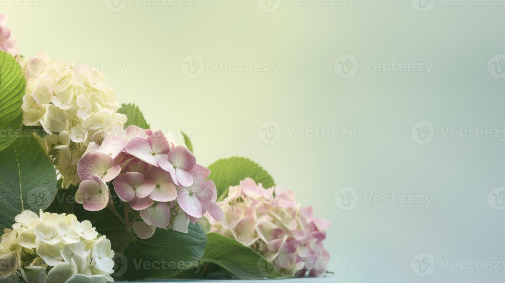 White and pink hydrangeas featured on a pale green background with copy space. . photo