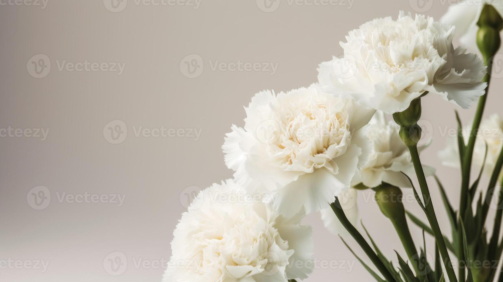White carnations on a shadowed ivory background with copy space. . photo