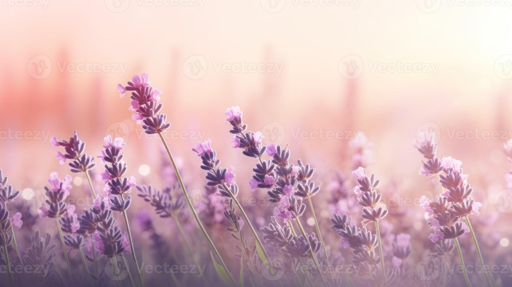Close up of lavender field on baby pink background with circular bokeh and copy space. . photo