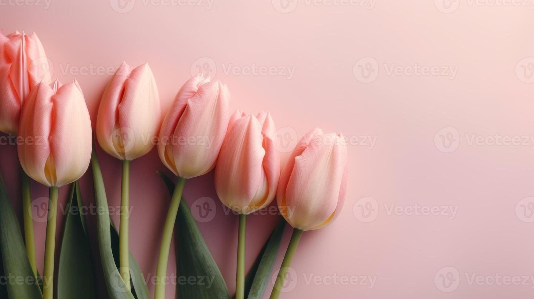 Pink tulips arranged in the left corner with a solid pink background and copy space. . photo