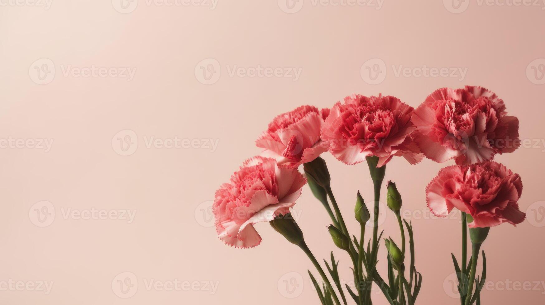 Red carnations and buds on a blush colored background with copy space. . photo