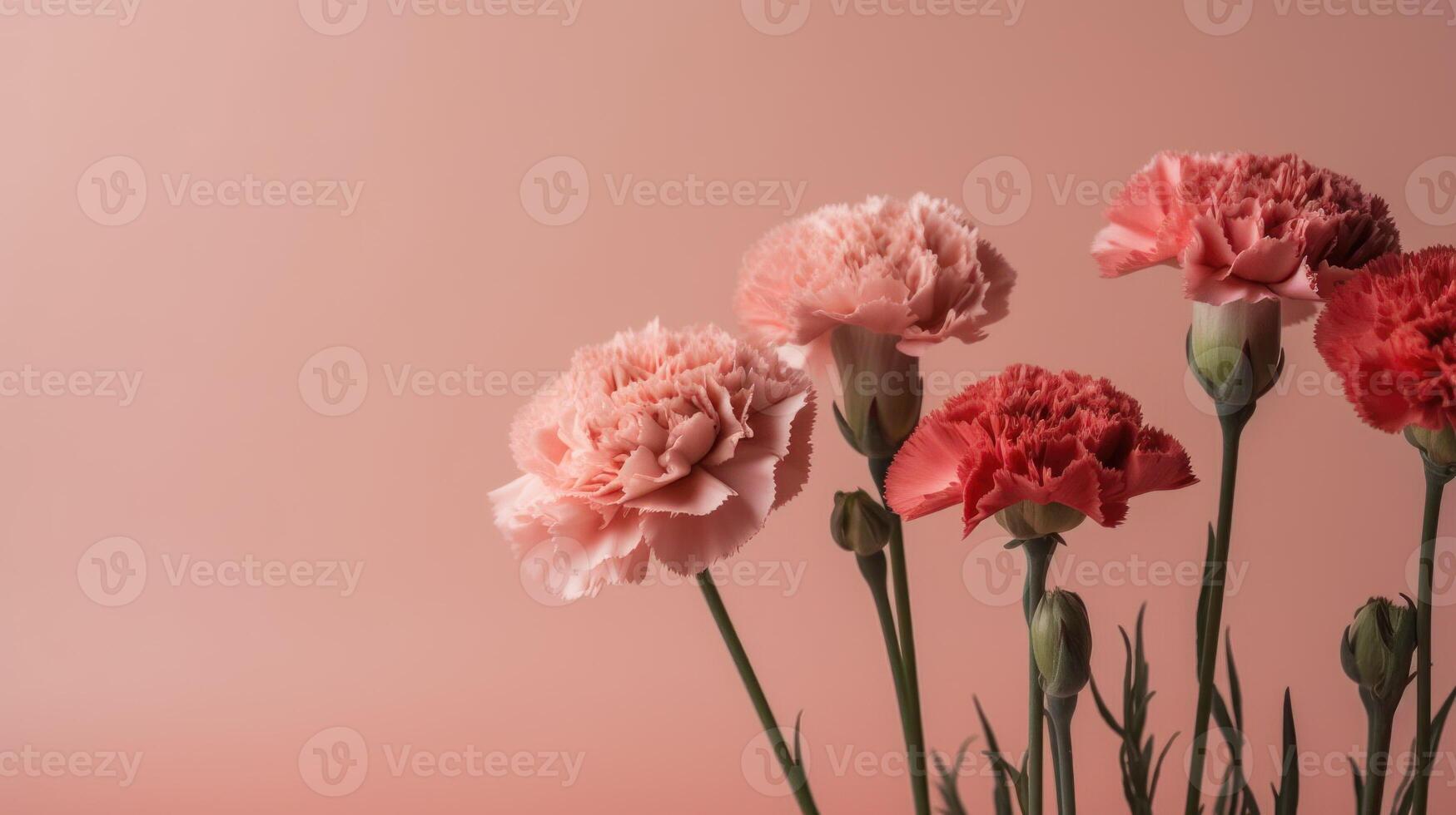 Blush pink and red carnations on a pale terracotta background with copy space. . photo
