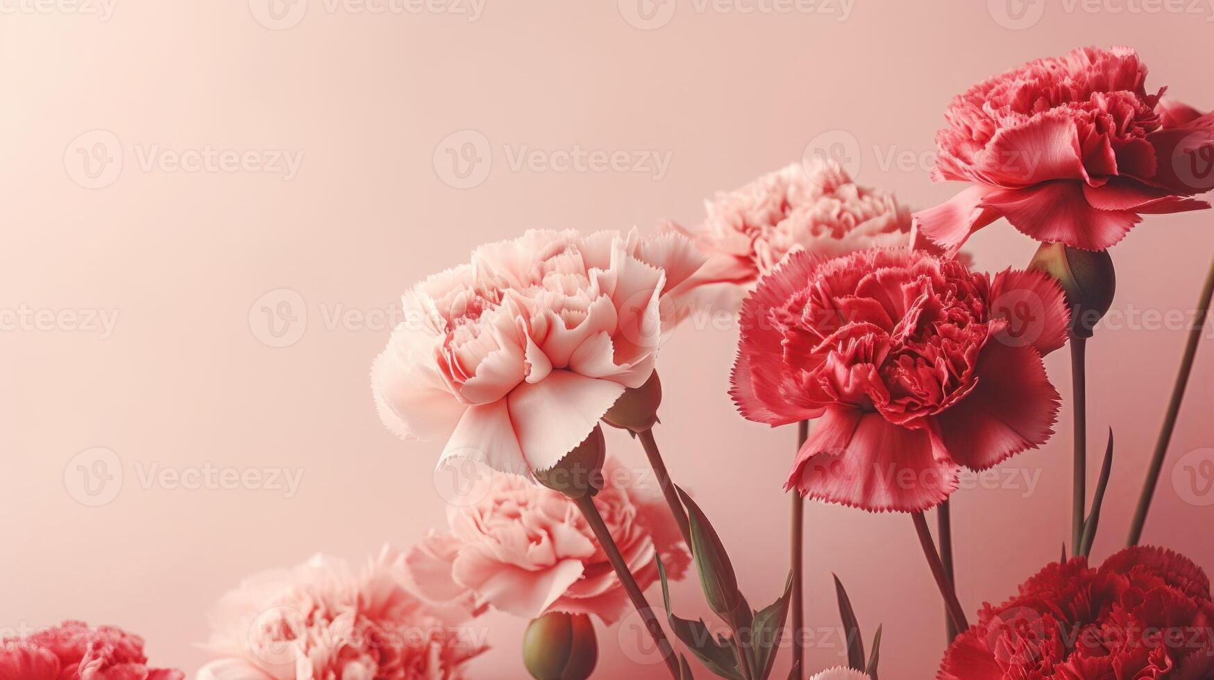 Pale pink and red carnations on a shell pink background with copy space. . photo