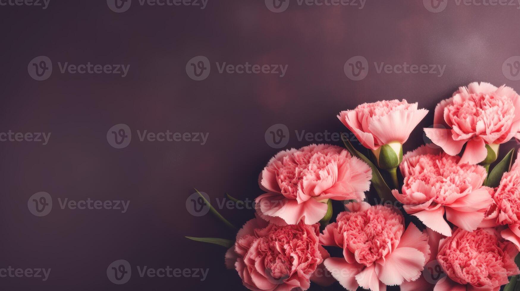 Pink carnations with copy space on a dark purple background. . photo