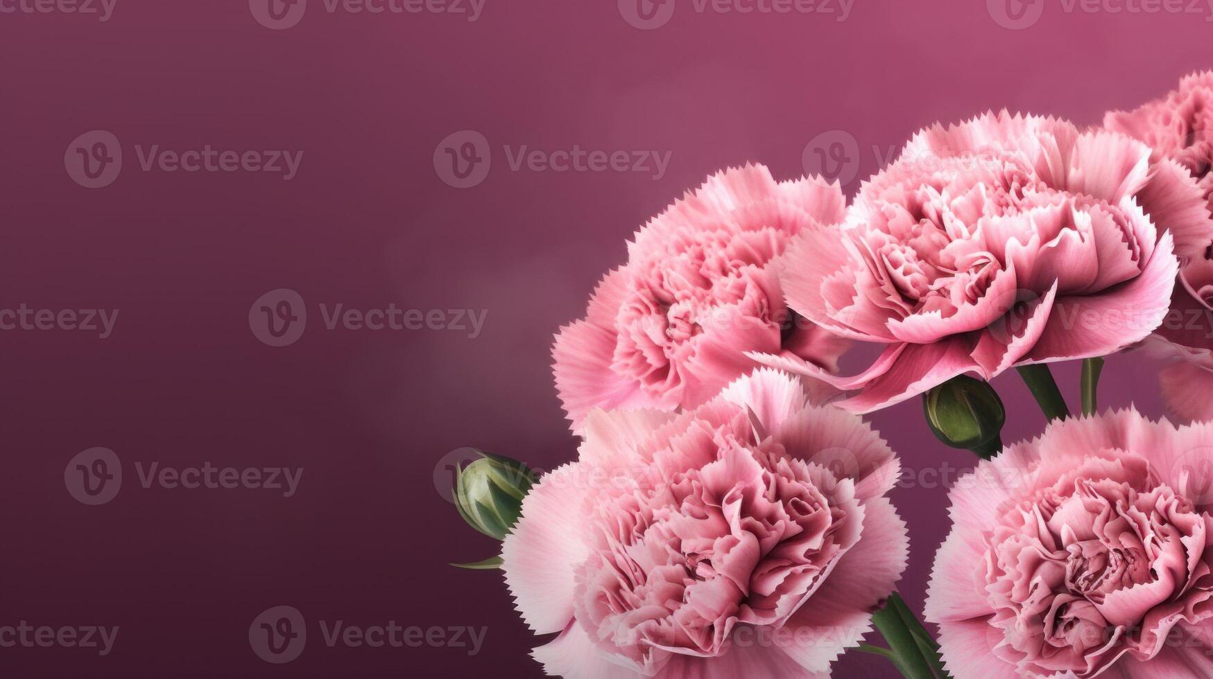 Pink carnations and buds with copy space on a reddish purple background. . photo
