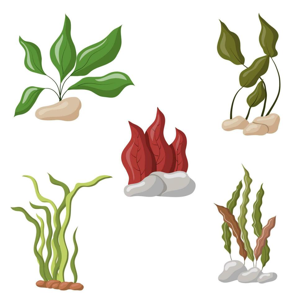 A set of colored aquarium algae. Vector illustration of aquarium plants