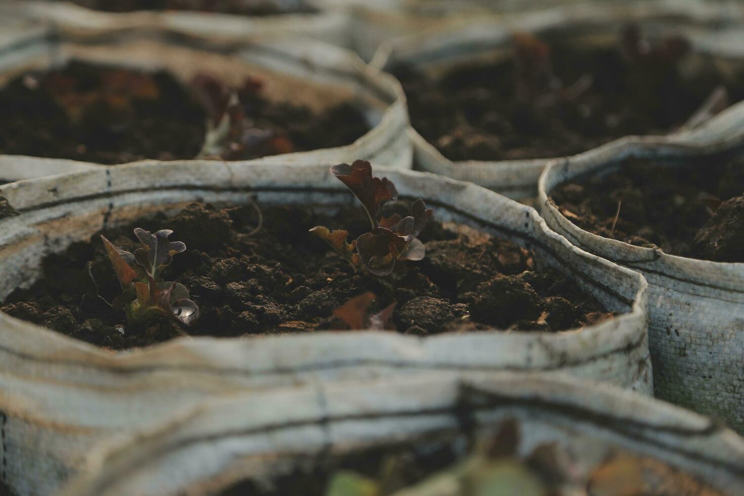 asiático mujer granjero utilizando digital tableta en vegetal jardín a invernadero, negocio agricultura tecnología concepto, calidad inteligente agricultor. foto