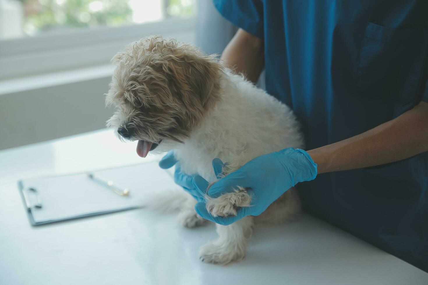 veterinario examinando perro y gato. perrito y gatito a veterinario doctor. animal clínica. mascota cheque arriba y vacunación. salud cuidado. foto