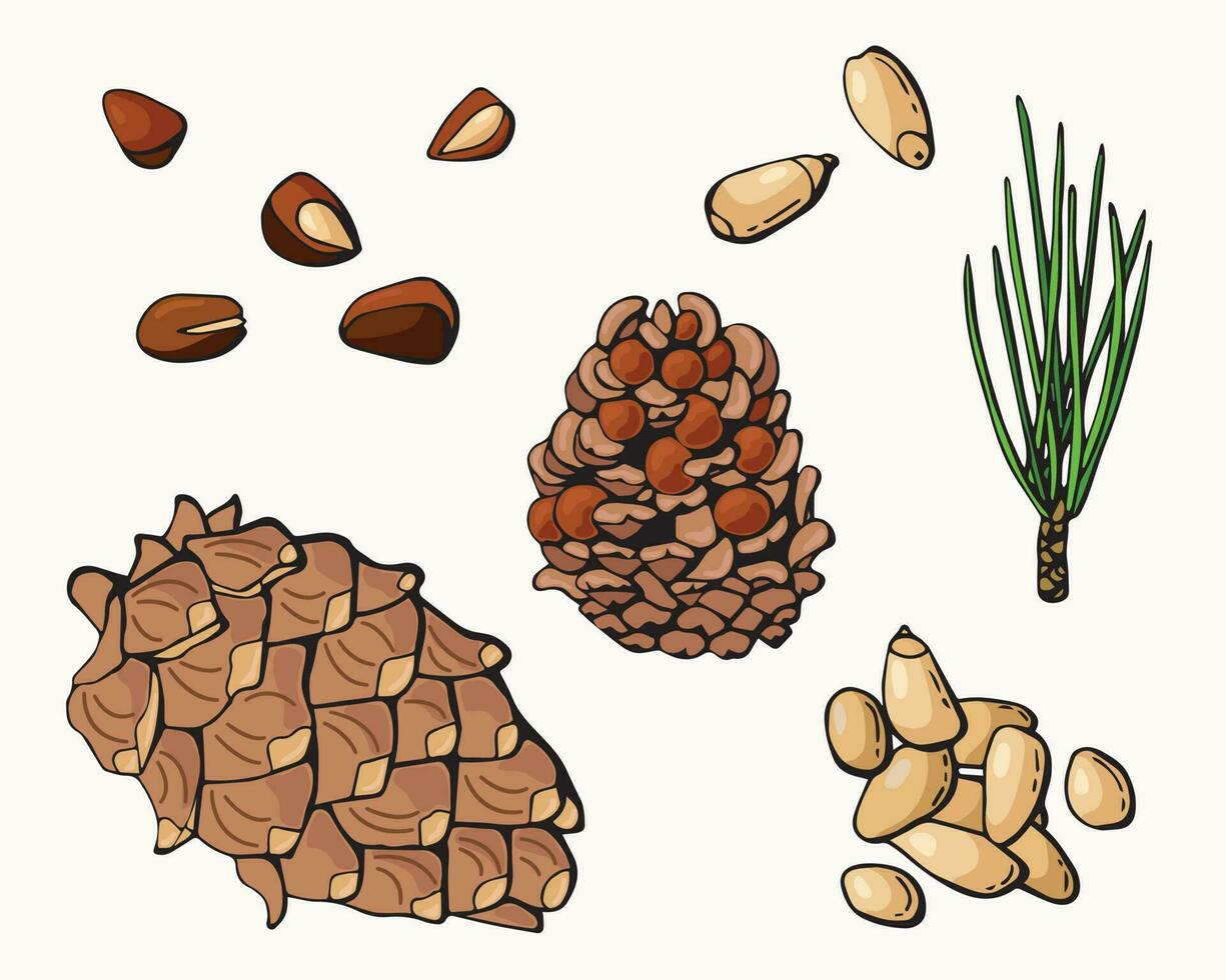 Set of pine nuts. Nuts and cones. White background, isolate. Cartoon style. vector