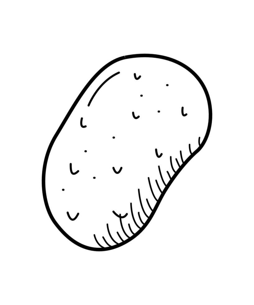Potato tuber icon doodle sketch. Vector illustration of a vegetable root crop on a white background.