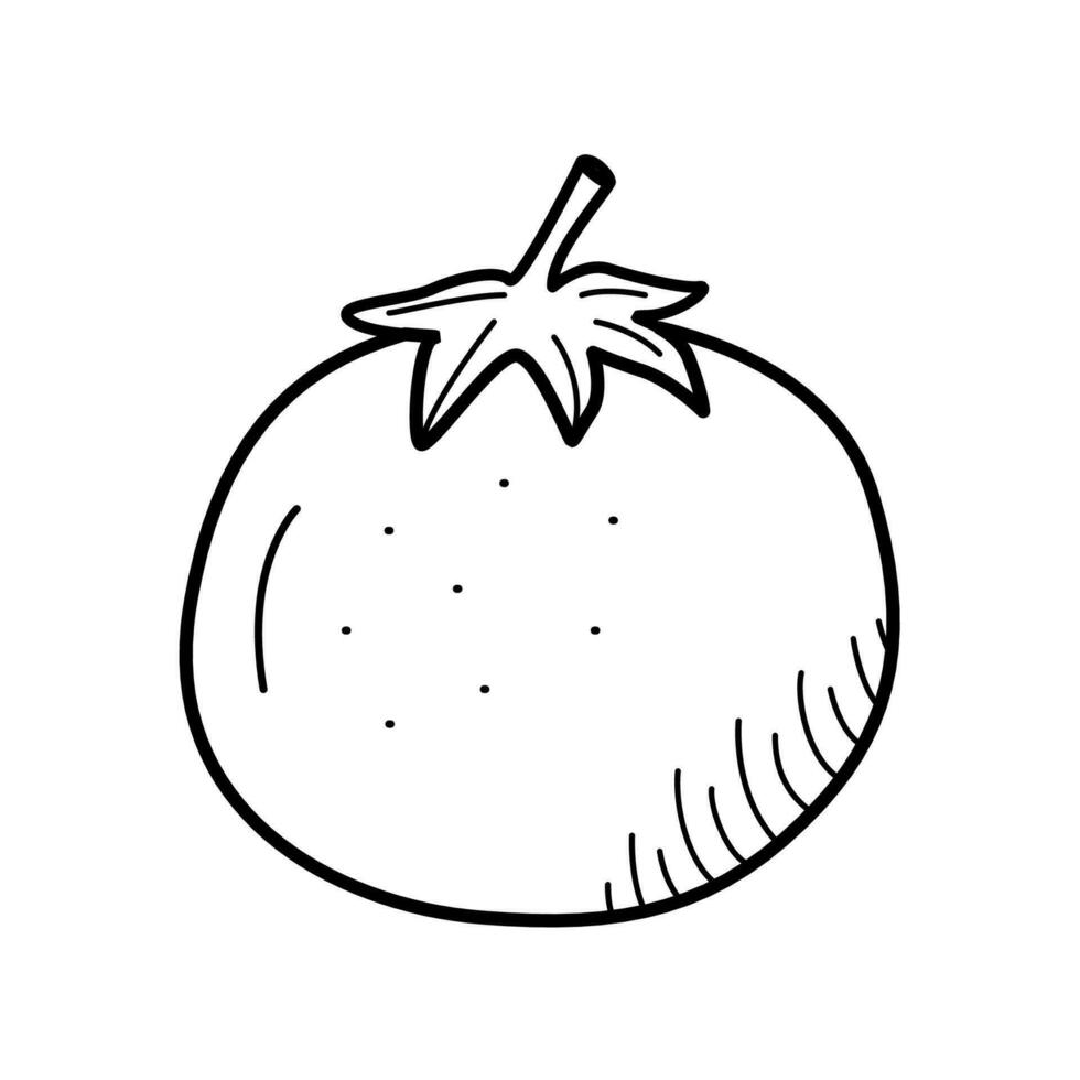 Tomato doodle icon, vector single vegetable on a white background.