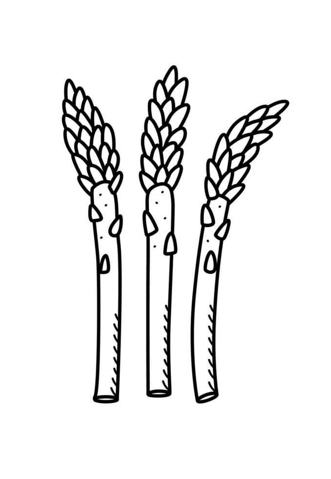 Asparagus sketch doodle icon. Vector single illustration on a white background.