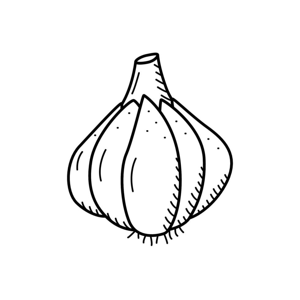 ajo cabeza bosquejo icono, vector dibujo de un vegetal en un blanco antecedentes.