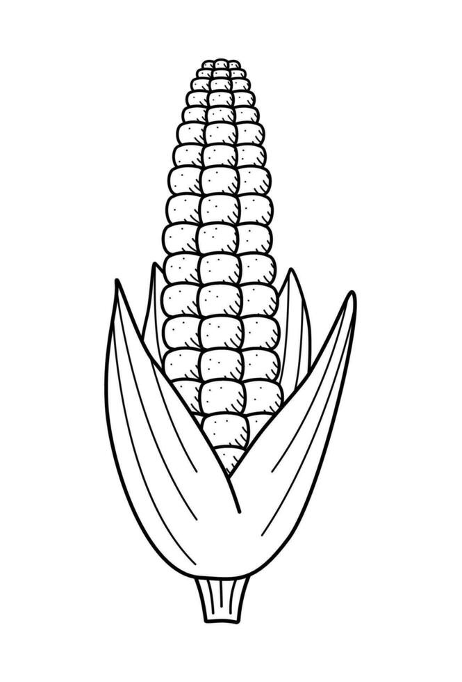 Corn icon doodle. Vector drawing of a ripe corn cob, vegetable on a white background.