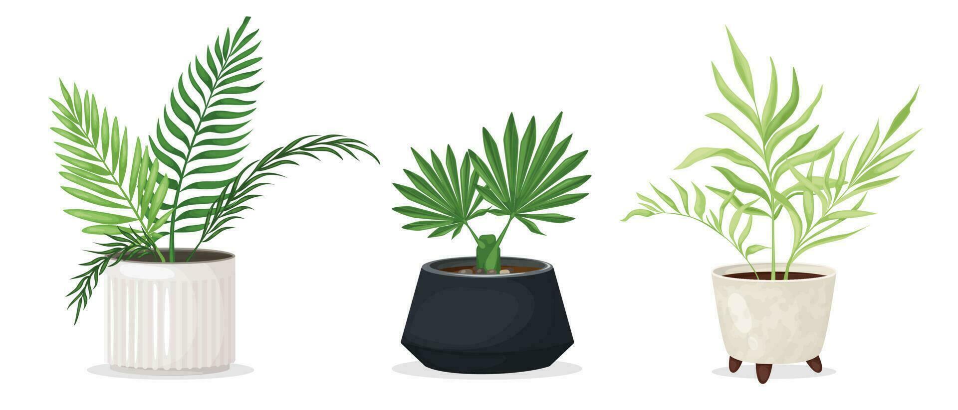 A set of indoor tropical plants in fashionable pots vector