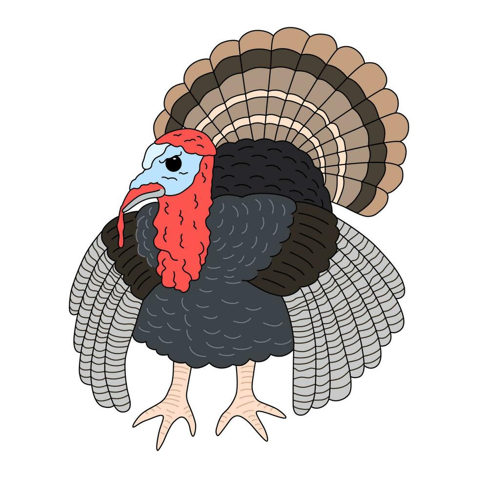 Thanksgiving turkey bird. Vector Illustration isolated on white background