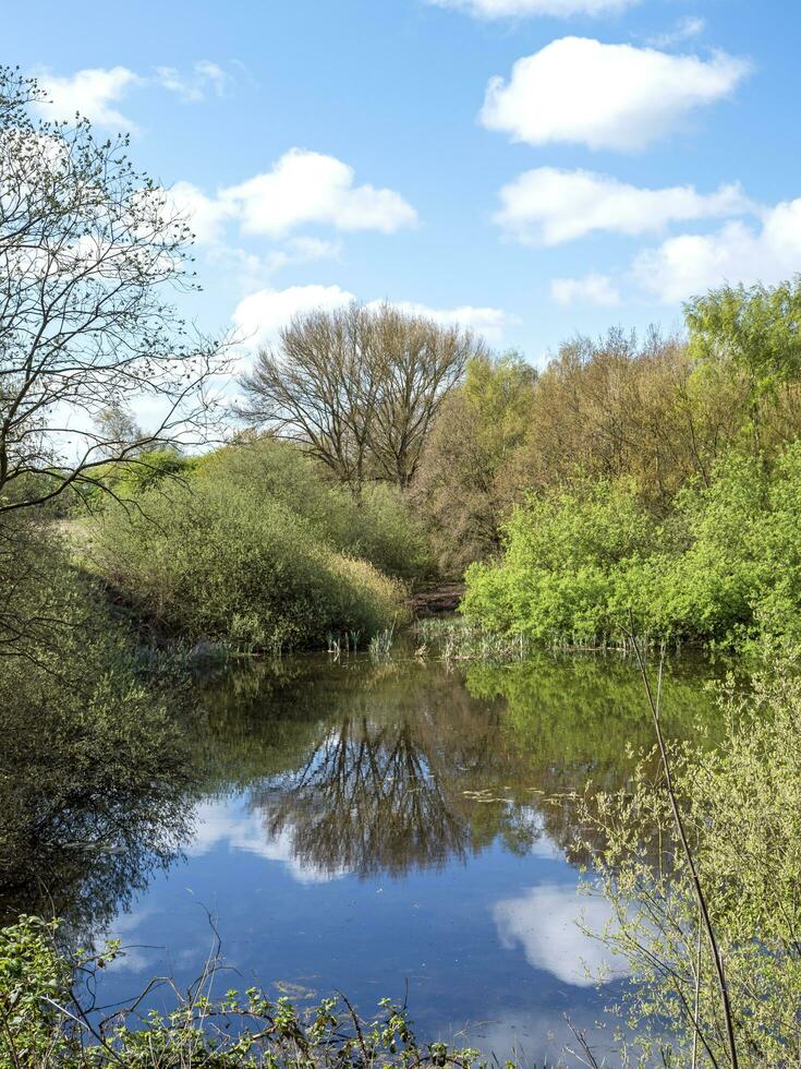 estanque con reflejado árbol foto