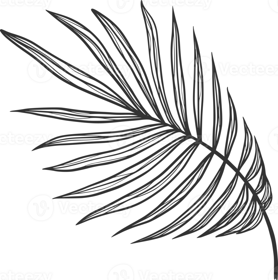 tropisch bladeren monochroom met schetsen wijnoogst blad png