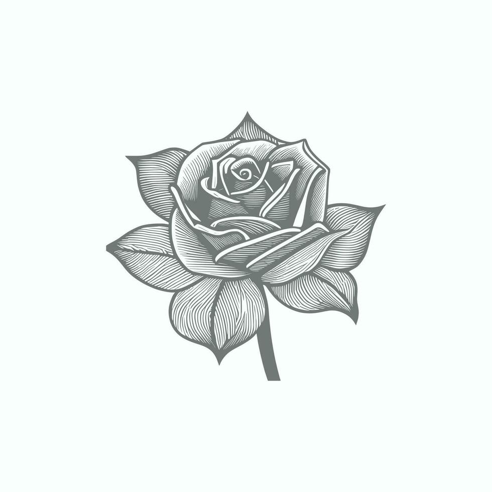 Roses hand drawn pencil sketch, coloring page, and book, Rose flower outline, illustration ink art. rose vector art.