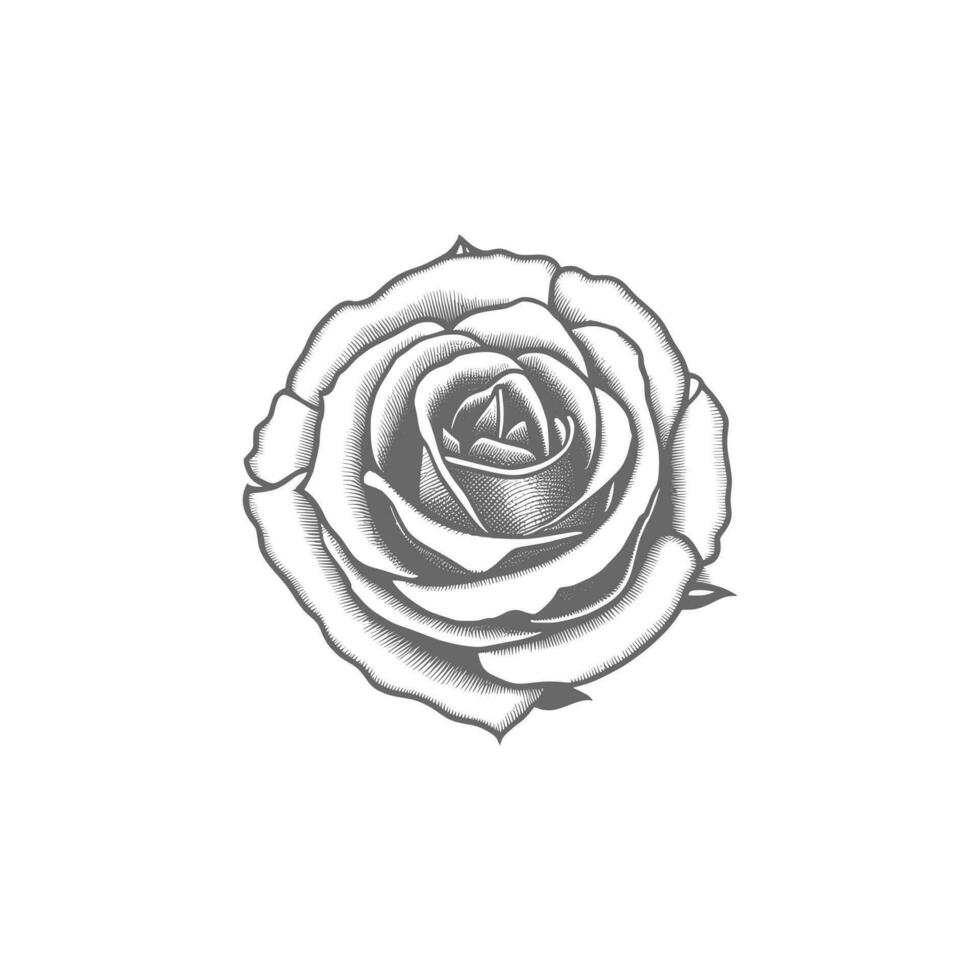 Roses hand drawn pencil sketch, coloring page, and book, Rose flower outline, illustration ink art. rose vector art.