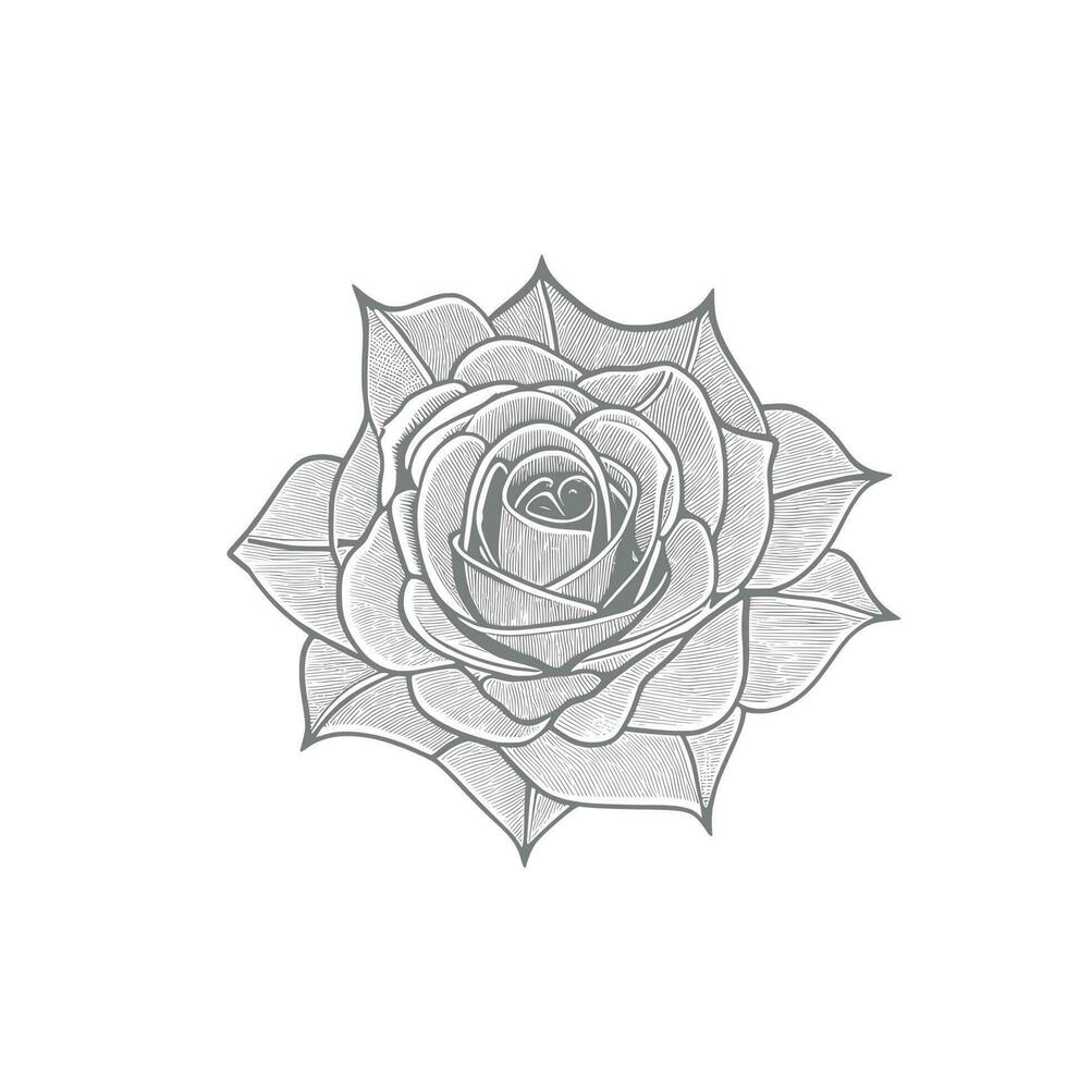 Roses hand drawn pencil sketch, coloring page, and book, Rose flower outline, illustration ink art. rose vector art.