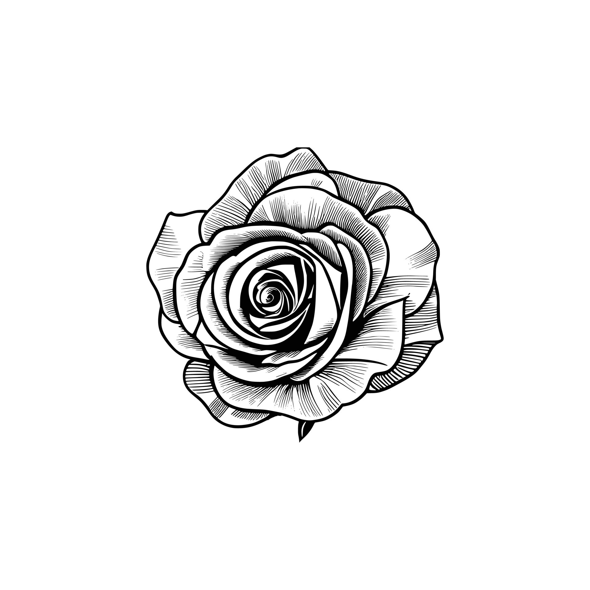 Rose hand drawn pencil sketch, coloring page, and book, Rose flower ...