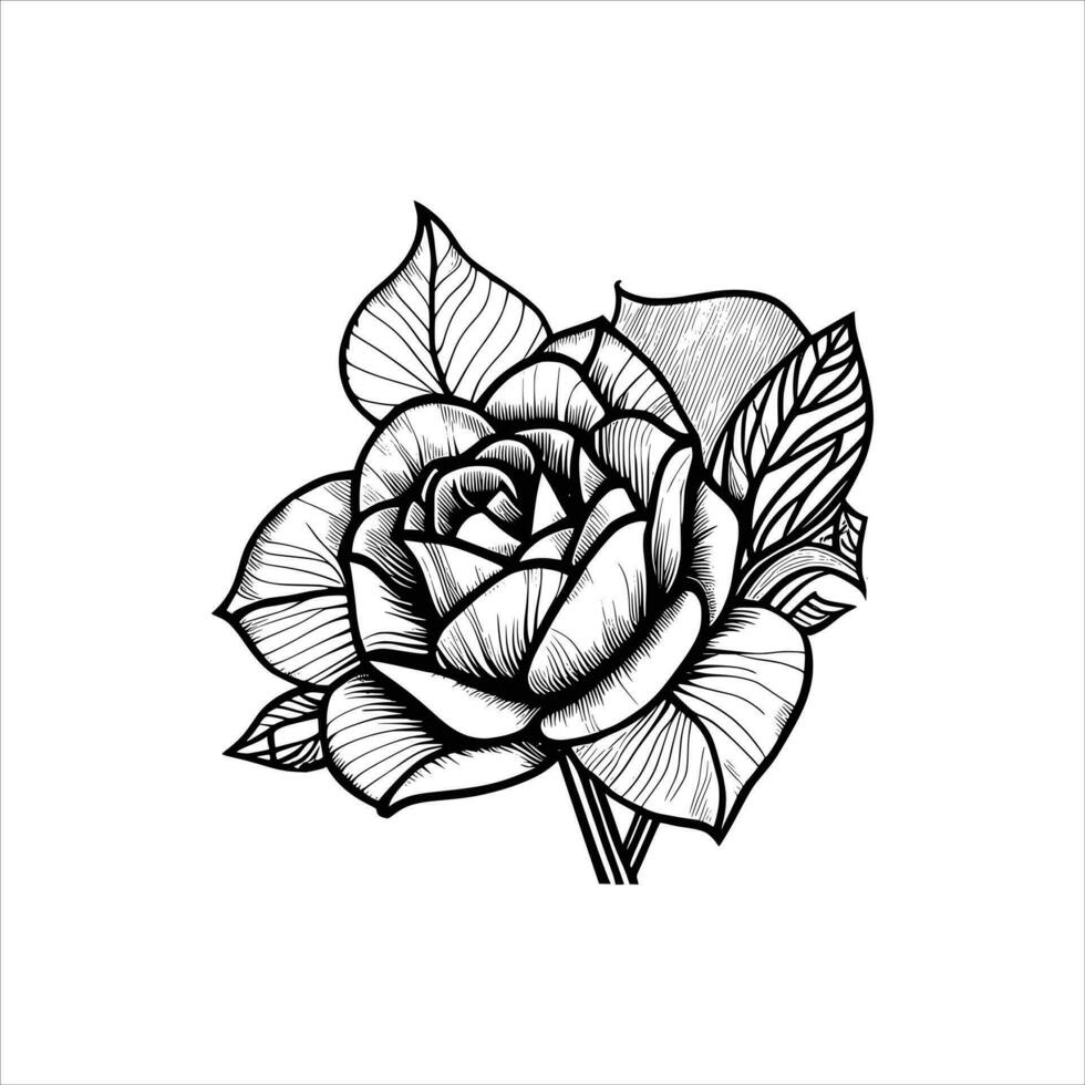 Rose hand drawn pencil sketch, coloring page, and book, Rose flower outline, illustration ink art. rose vector art.