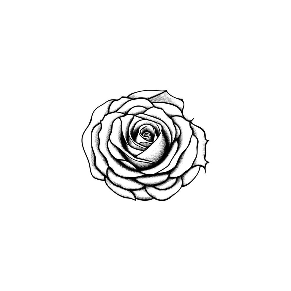 Roses hand drawn pencil sketch, coloring page, and book, Rose flower