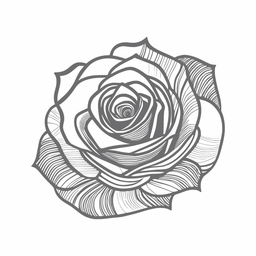 rosas mano dibujado lápiz bosquejo, colorante página, y libro, Rosa flor describir, ilustración tinta Arte. Rosa vector Arte.