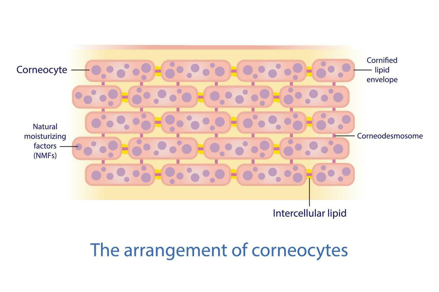 The arrangement of corneocyte, skin cells vector on white background. Bricks and Mortar structure, model. Intercellular stratum corneum physiological lipids. Skin care concept illustration.