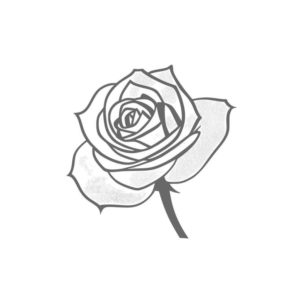 Roses hand drawn pencil sketch, coloring page, and book, Rose flower outline, illustration ink art. rose vector art.