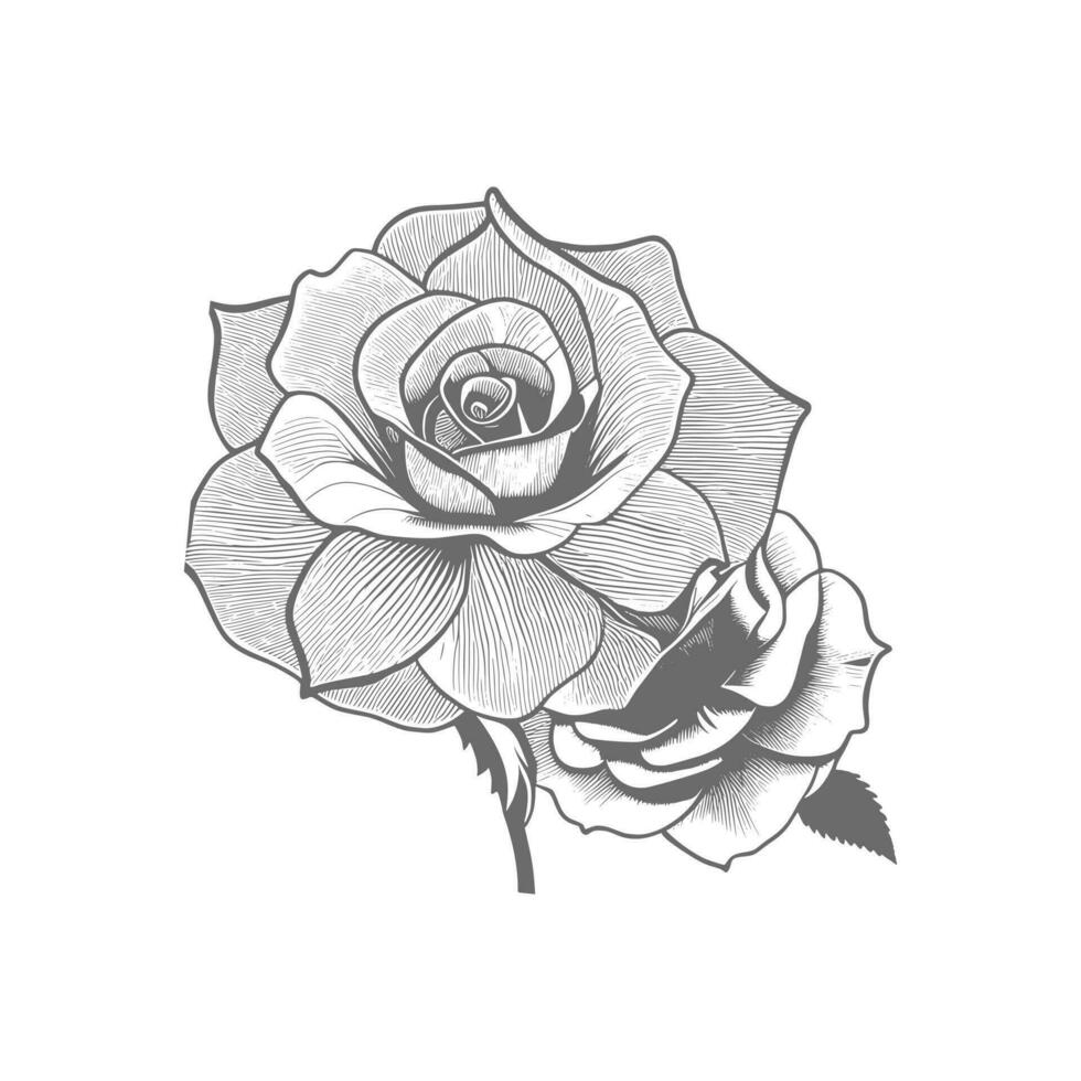 Rose hand drawn pencil sketch, coloring page, and book, Rose flower ...