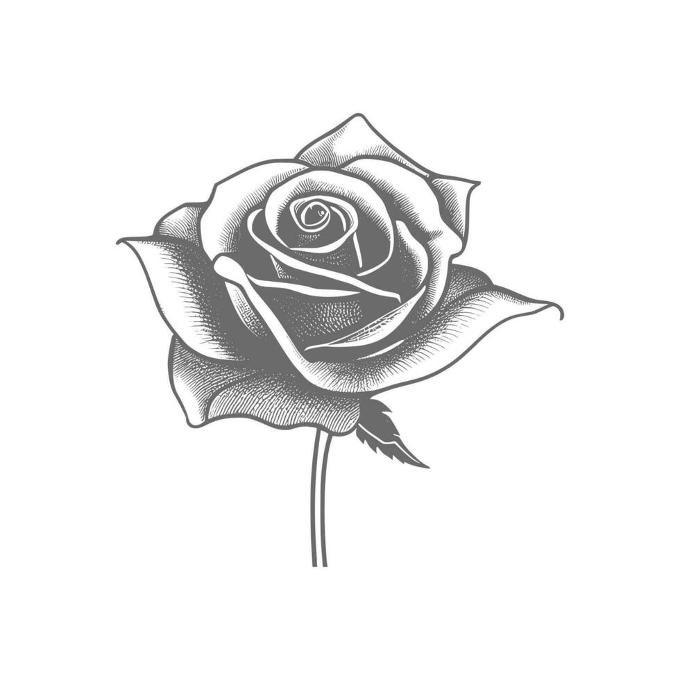 Roses hand drawn pencil sketch, coloring page, and book, Rose flower outline, illustration ink art. rose vector art.