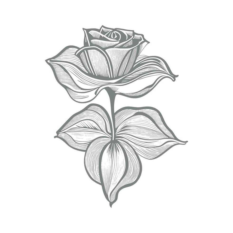 Roses hand drawn pencil sketch, coloring page, and book, Rose flower outline, illustration ink art. rose vector art.