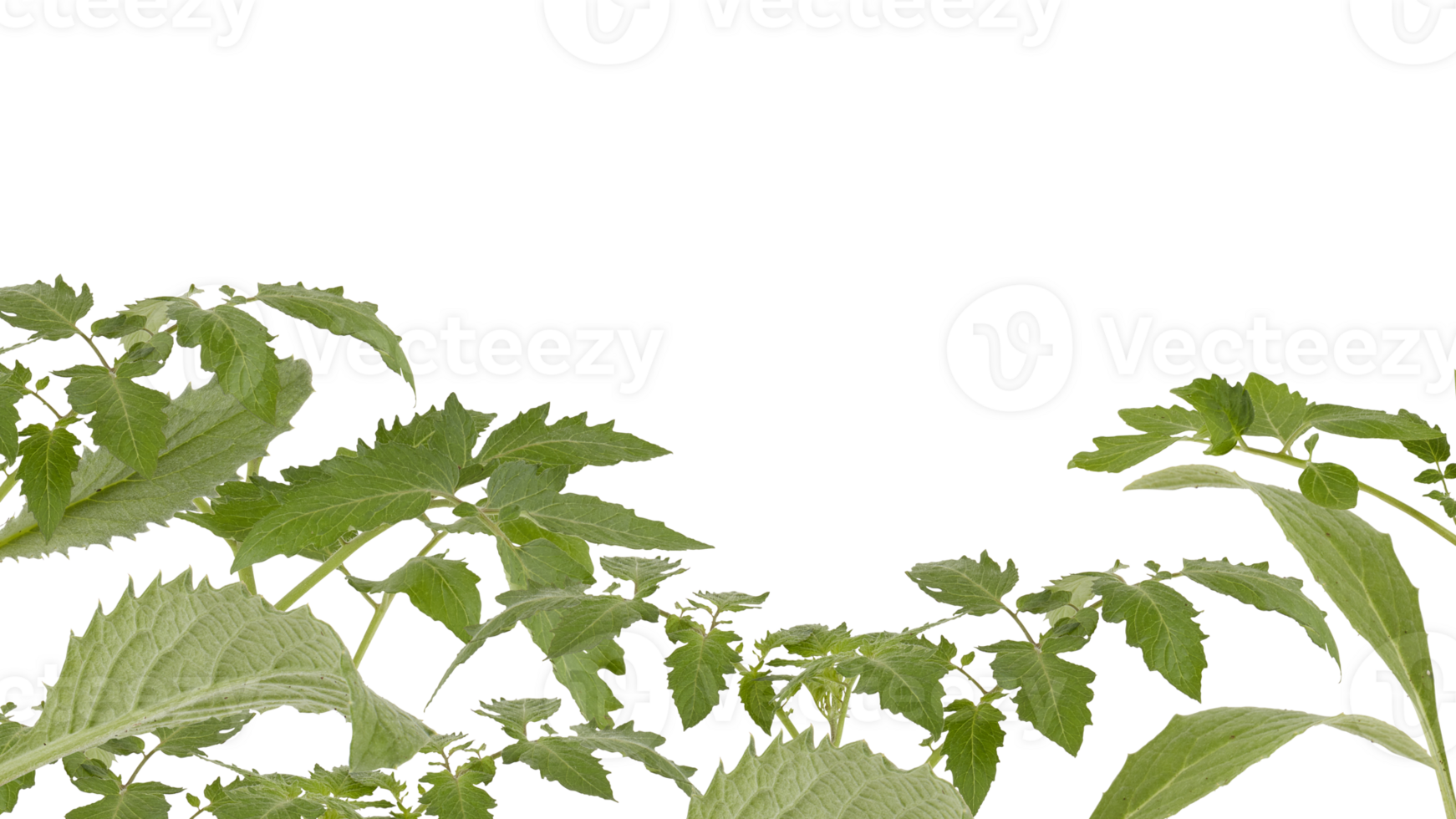 The soft top of the lush green tree has many leaves and branches that are the tops of the garden vegetables that can be used to cook food. Taken from the front view, clearly visible details isolated png