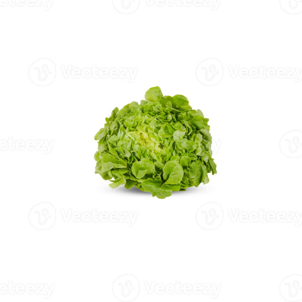 Fresh lettuce, green oak with cut out isolated on transparent background png